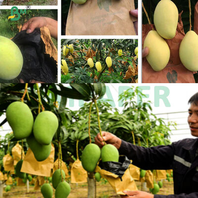 56g Yellow Wax Coated Fruit Growing Bag Paper For Fruit Rust Sunburn